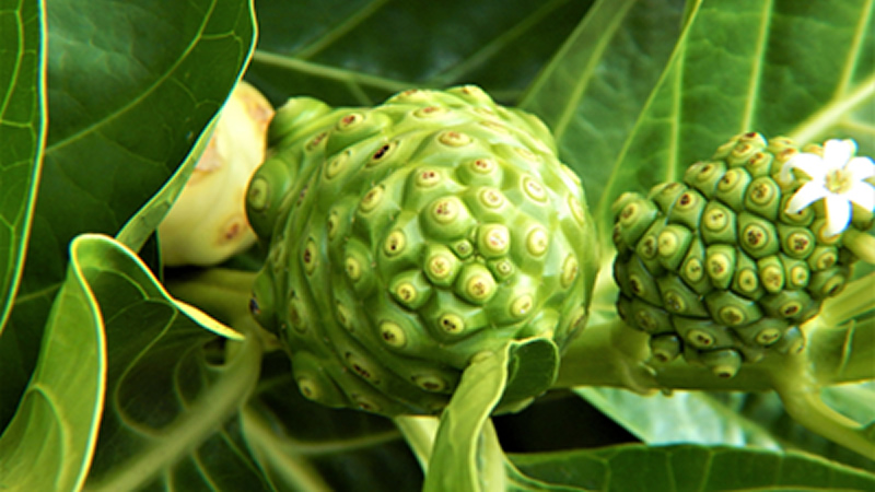 green Noni fruit and leaves