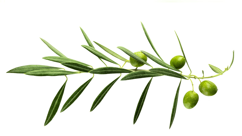 4 olives on green branch an leaves