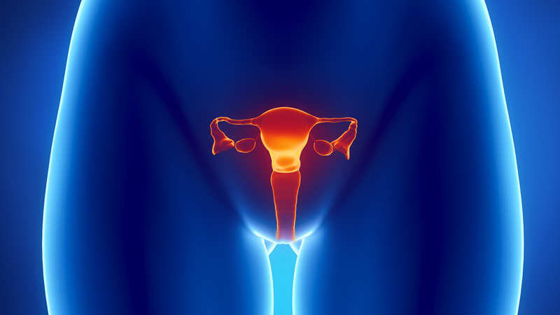 anatomy of orange overies, fallopian tubes, uterus and vagina on blue figure