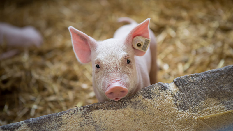 cute young pig with ear tag