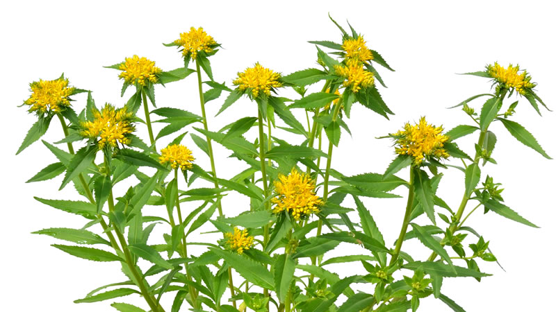 Rhodiola yellow blooms and green leaves
