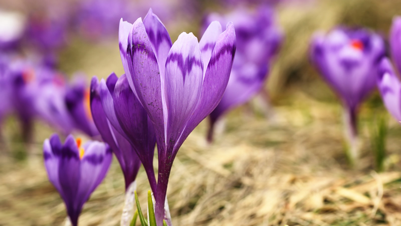 purple crocus blooms