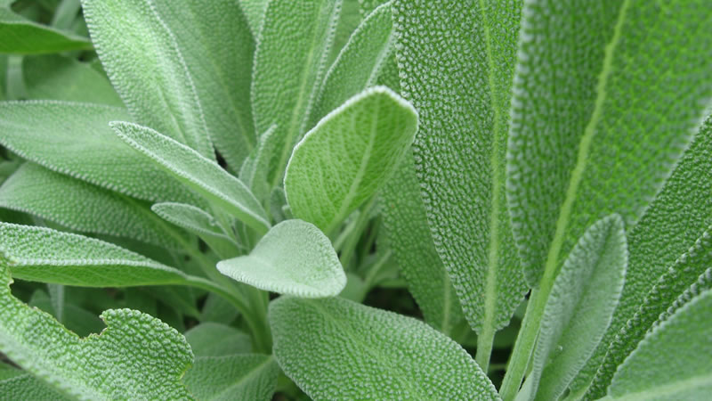 close up of green sage leaves