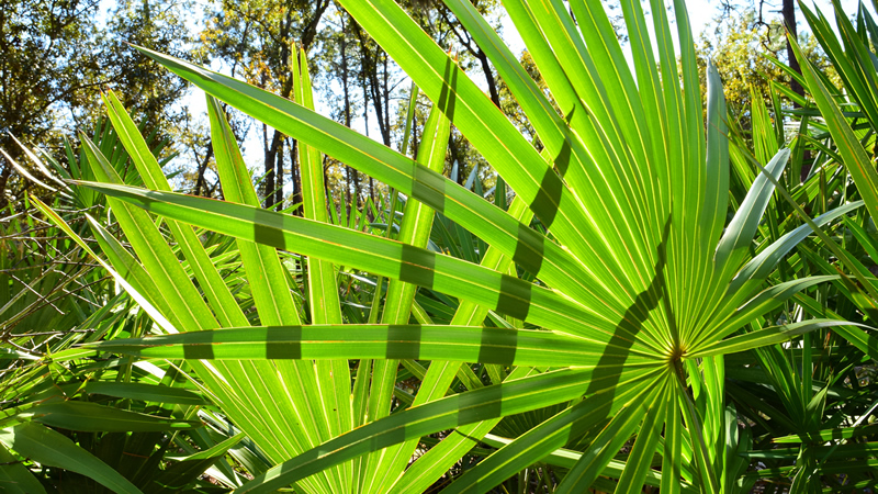 green fan leaves of Saw Palmeto