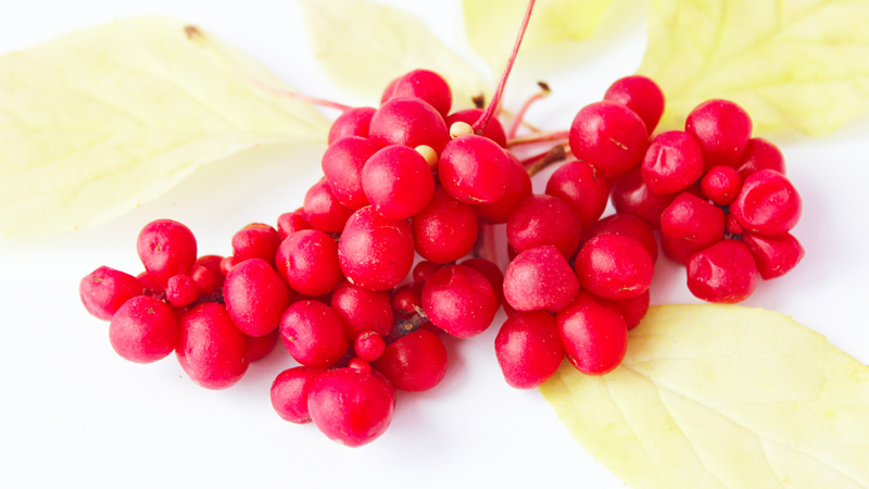 red Schizandra berries
