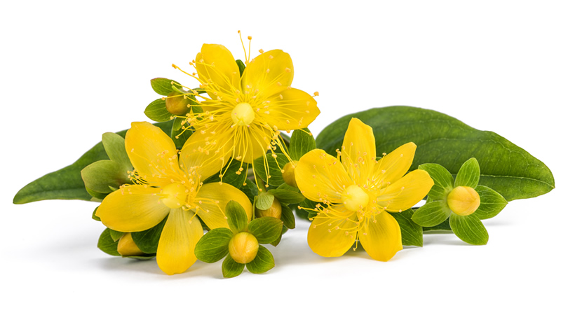Close up of St Johns Wort yellow blooms and green leaves