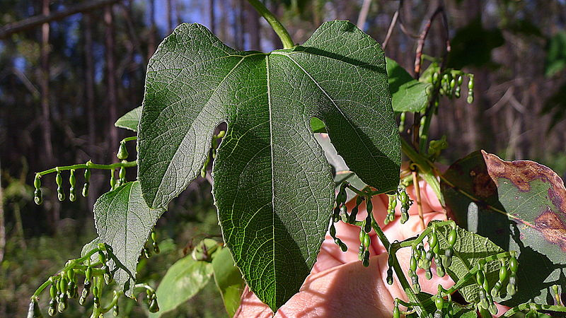 green Tayuya leaf