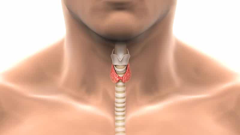 anatomy of throat showing larynx and thyroid gland
