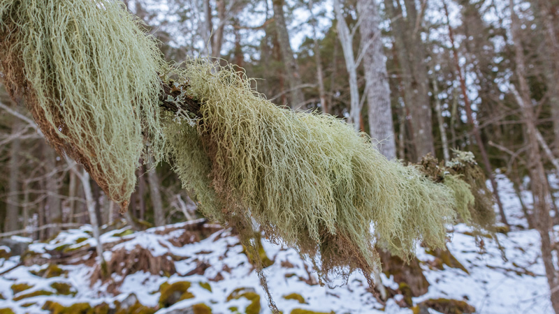 Usnea on branch in the woods