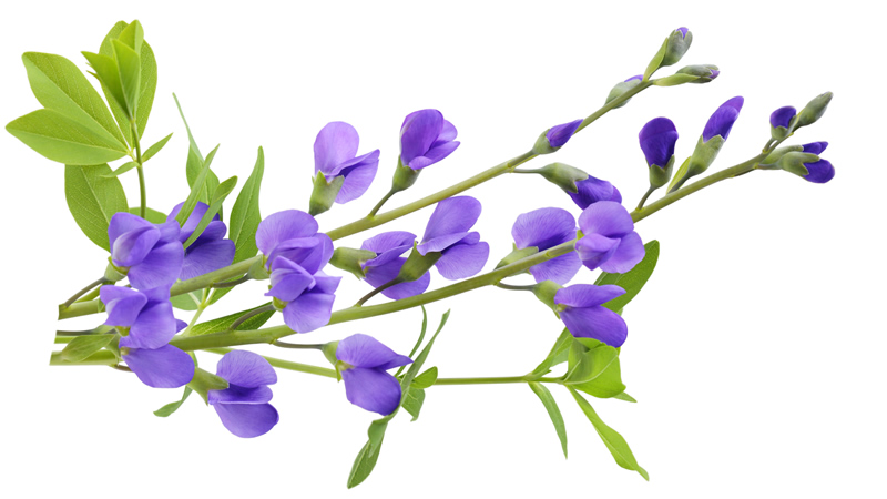 purple Wild Indigo blooms and green leaves