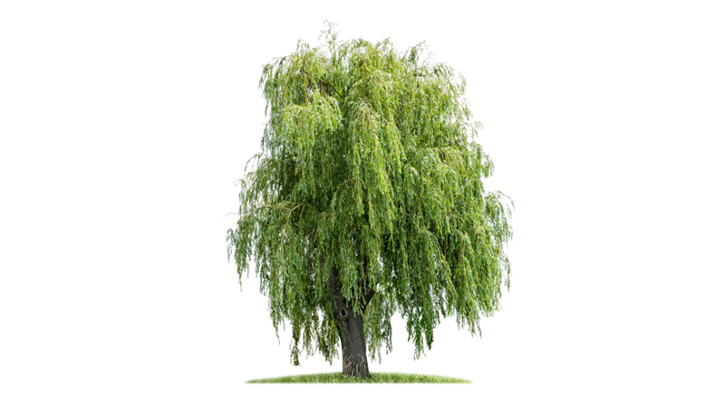 large willow treen on white