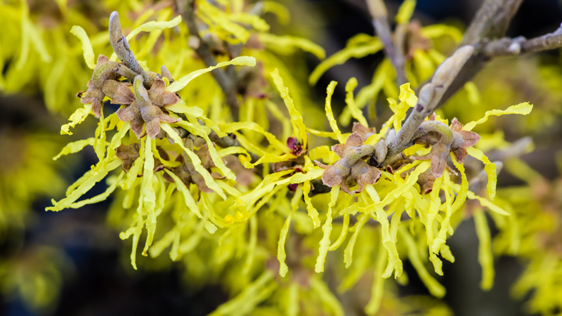 yellow Witch Hazel on brown branches