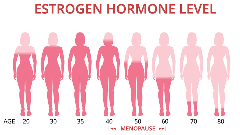 figures of 8 woman ages 20 to 80 showing Estrogen Hormone Levels