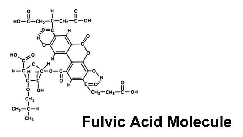 Fulvic Acid Molecule