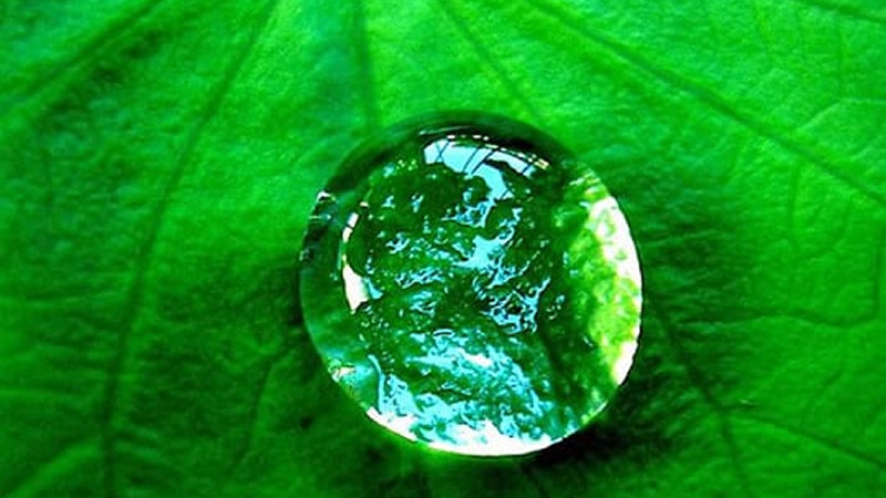 Close up of water drop on green leaf