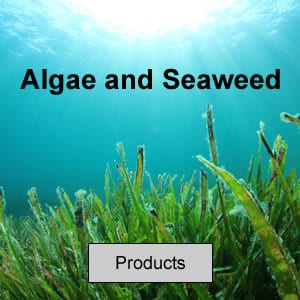 Algae and Seaweed