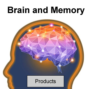 Brain and Memory