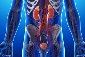 Urinary: Kidneys and Bladder