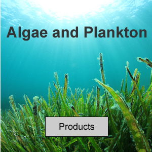 Algae and Plankton